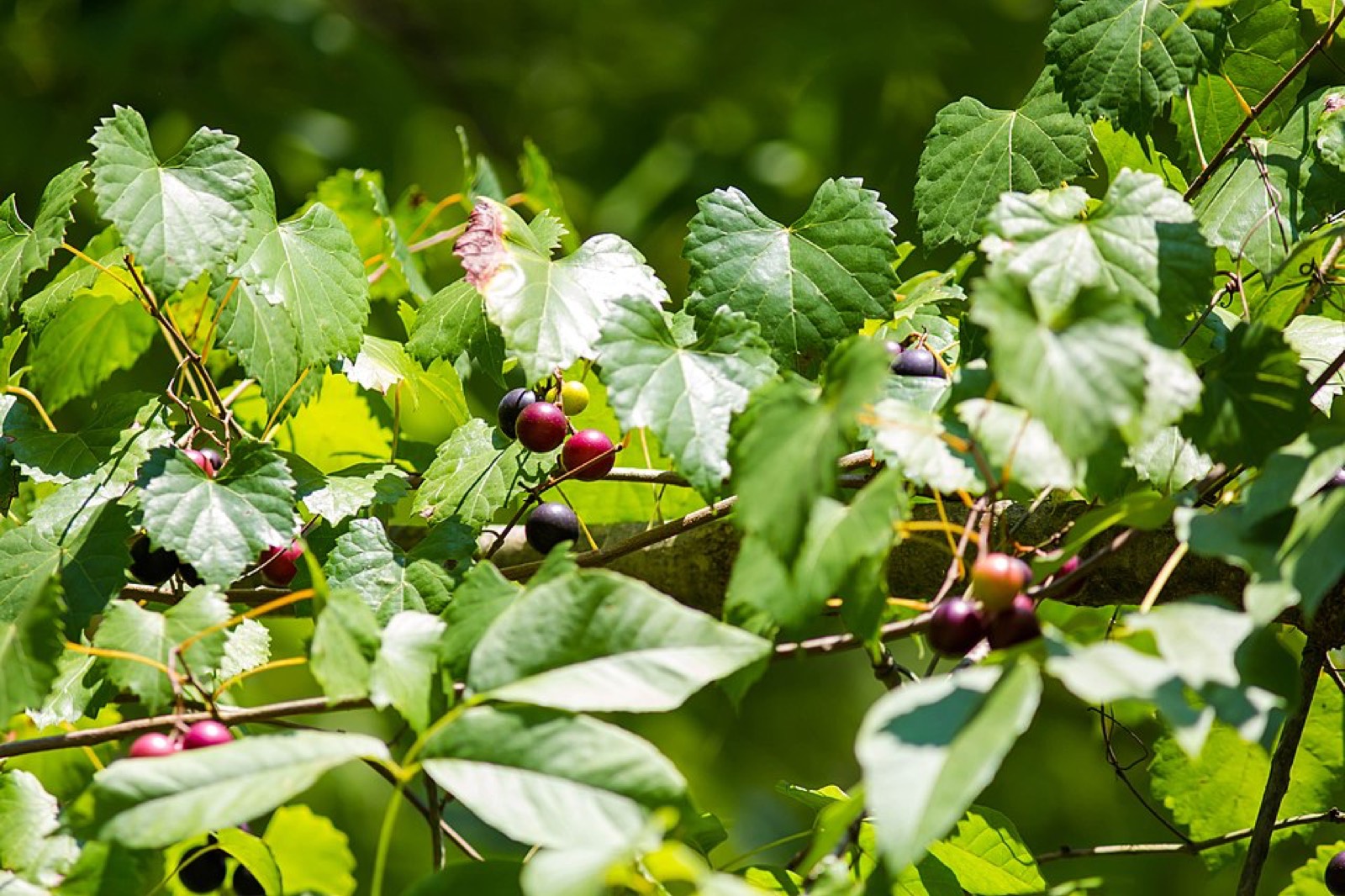 Muscadine grapes