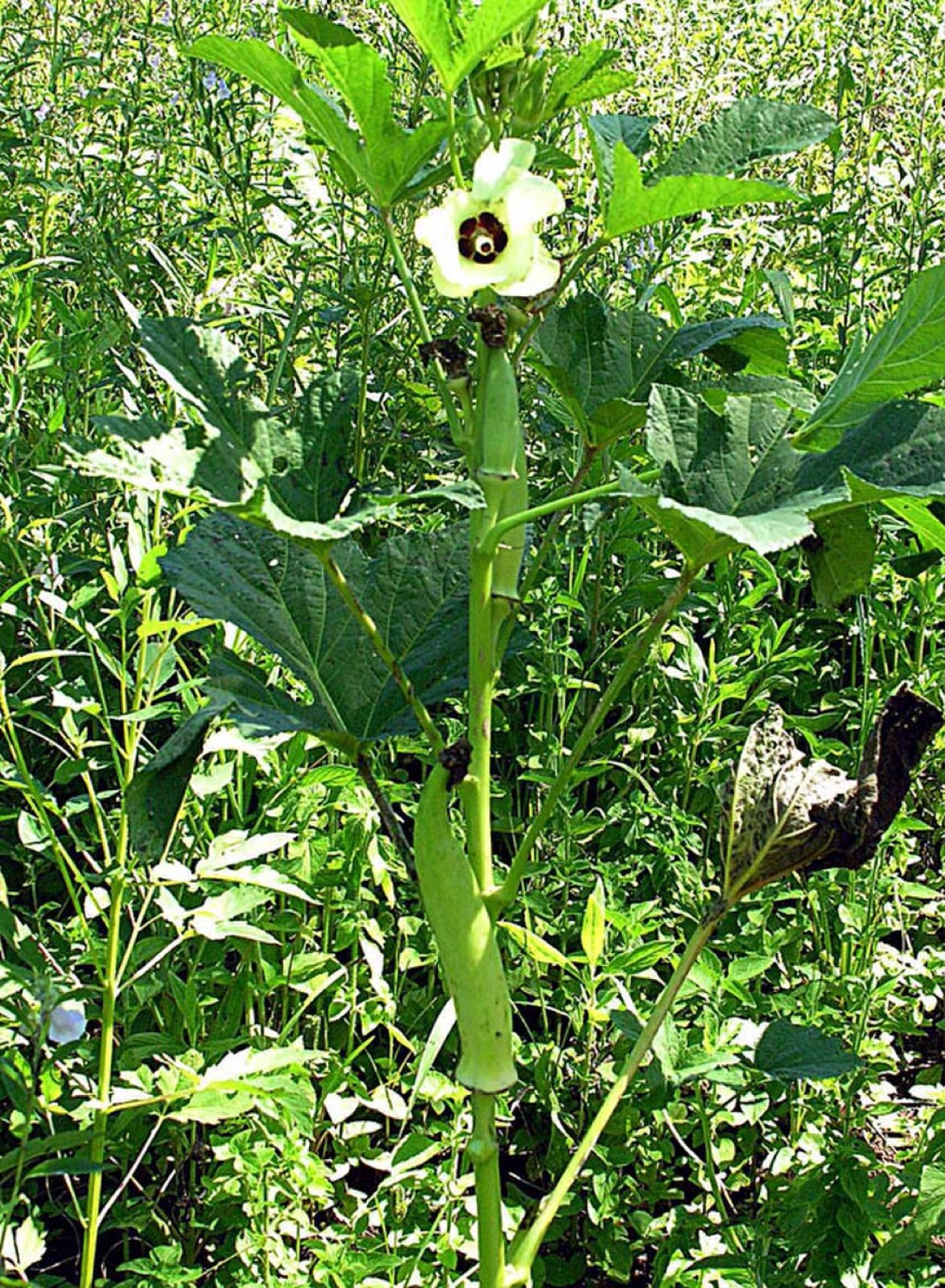 Okra