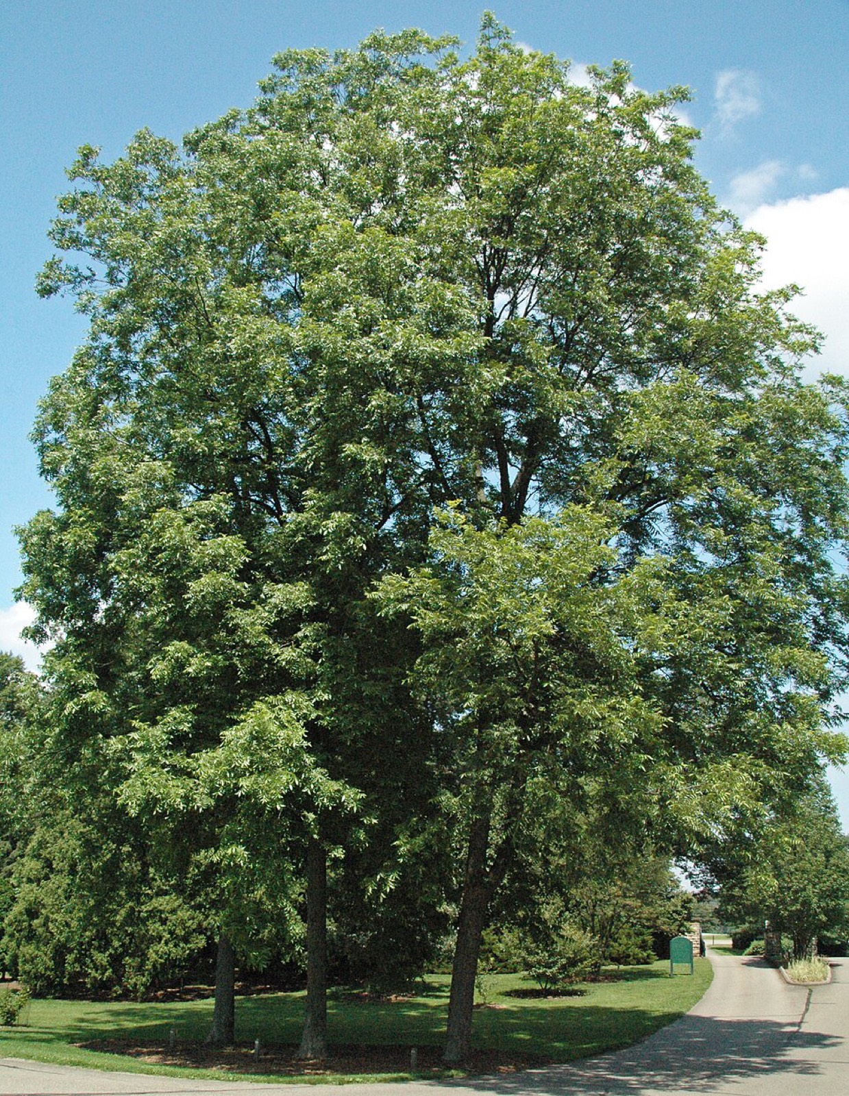 Pecan tree