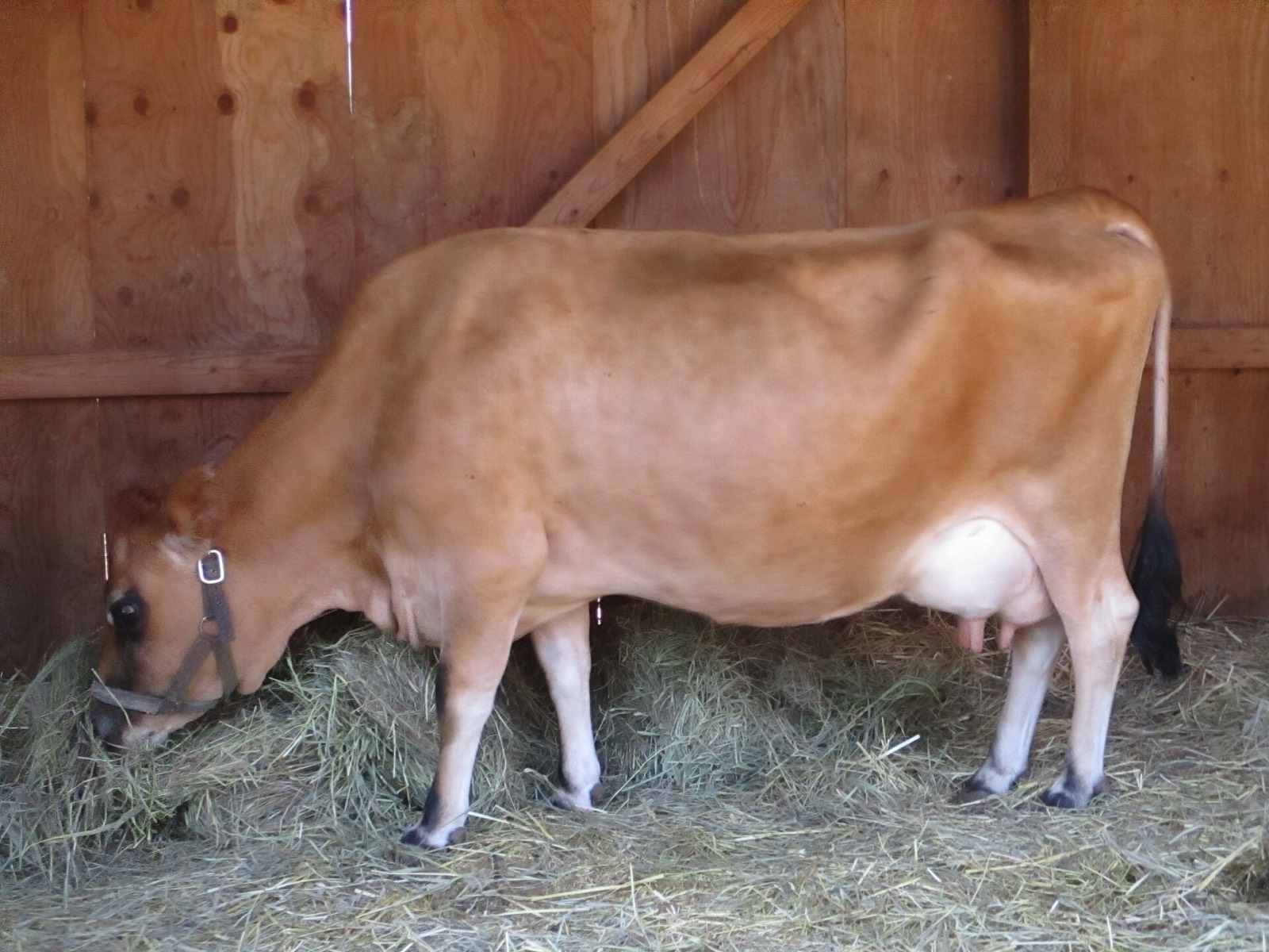 Jersey milk cow