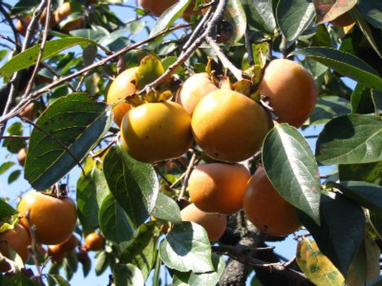 Fuyu persimmon
