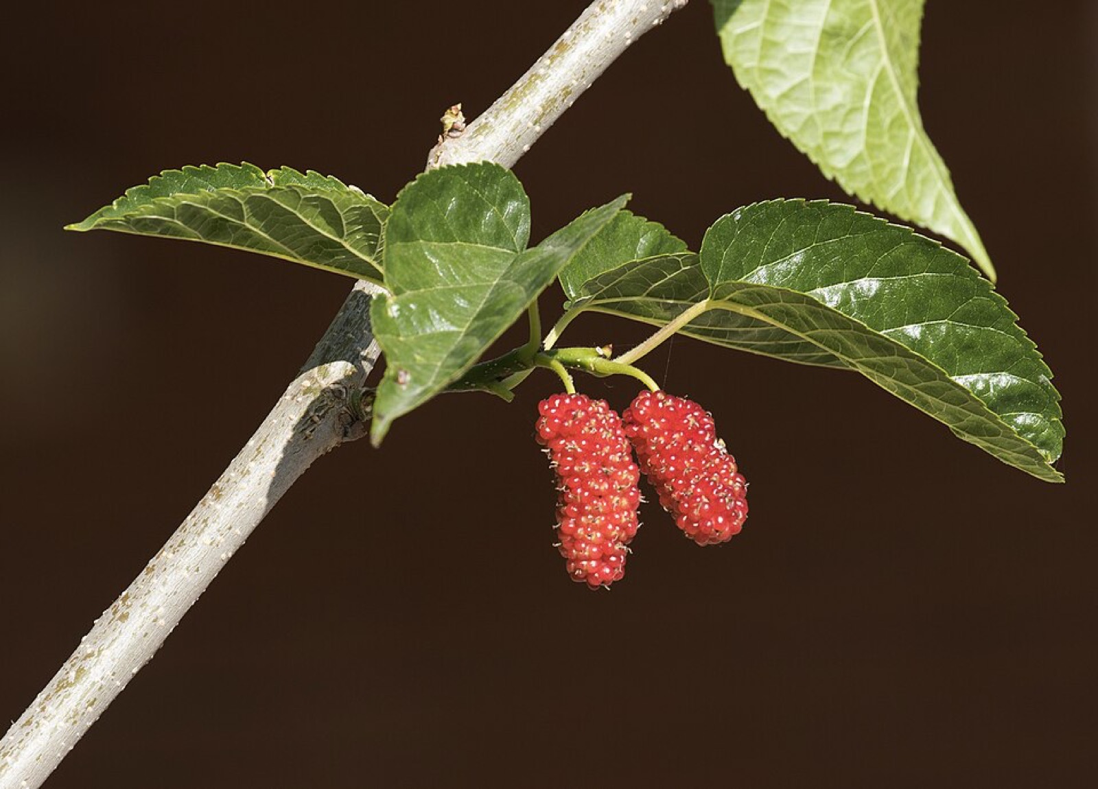 Mulberry
