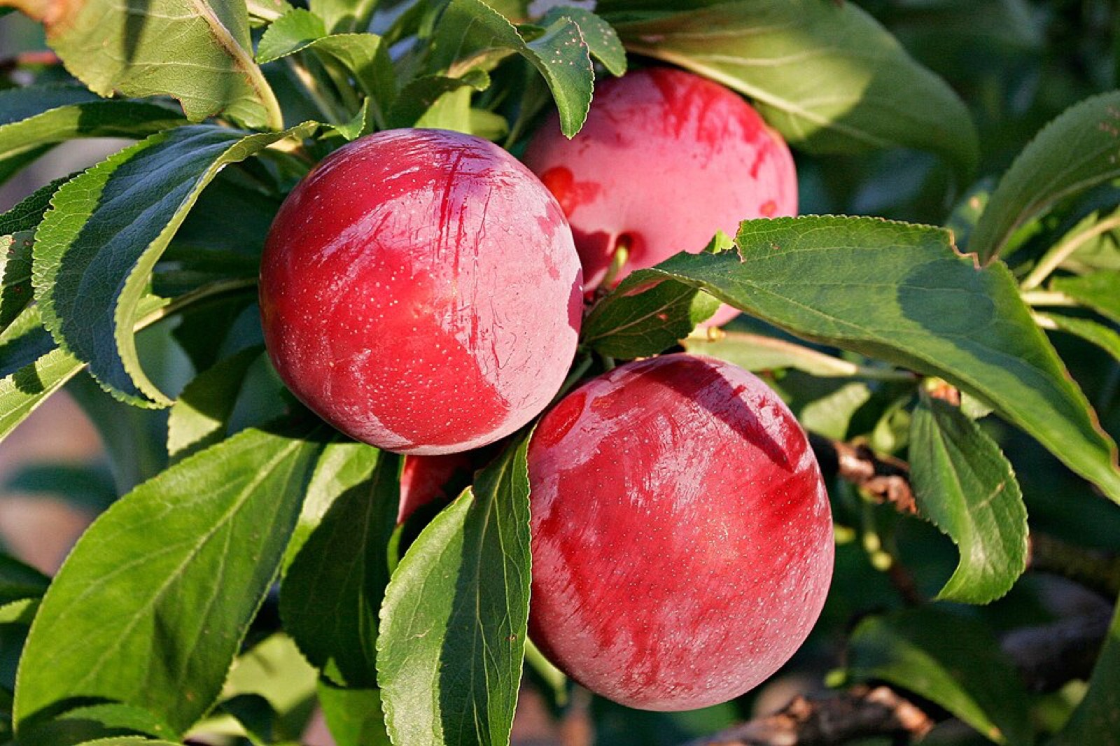 Plums