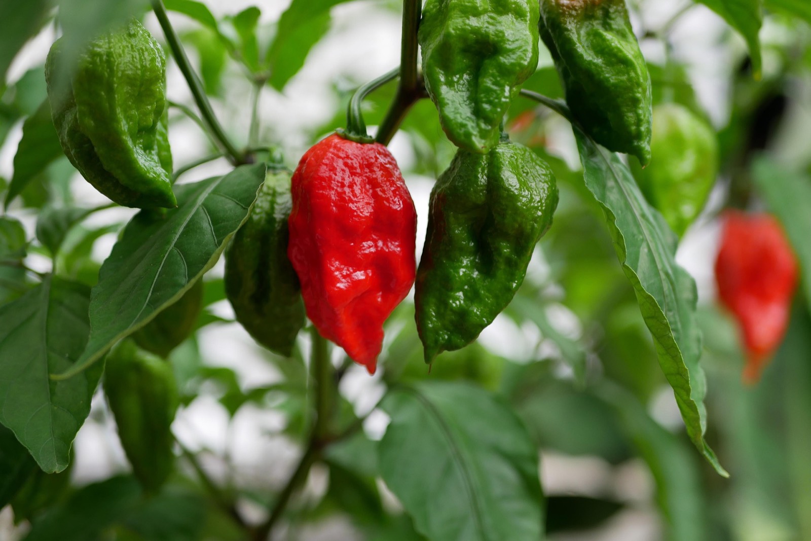 Peppers