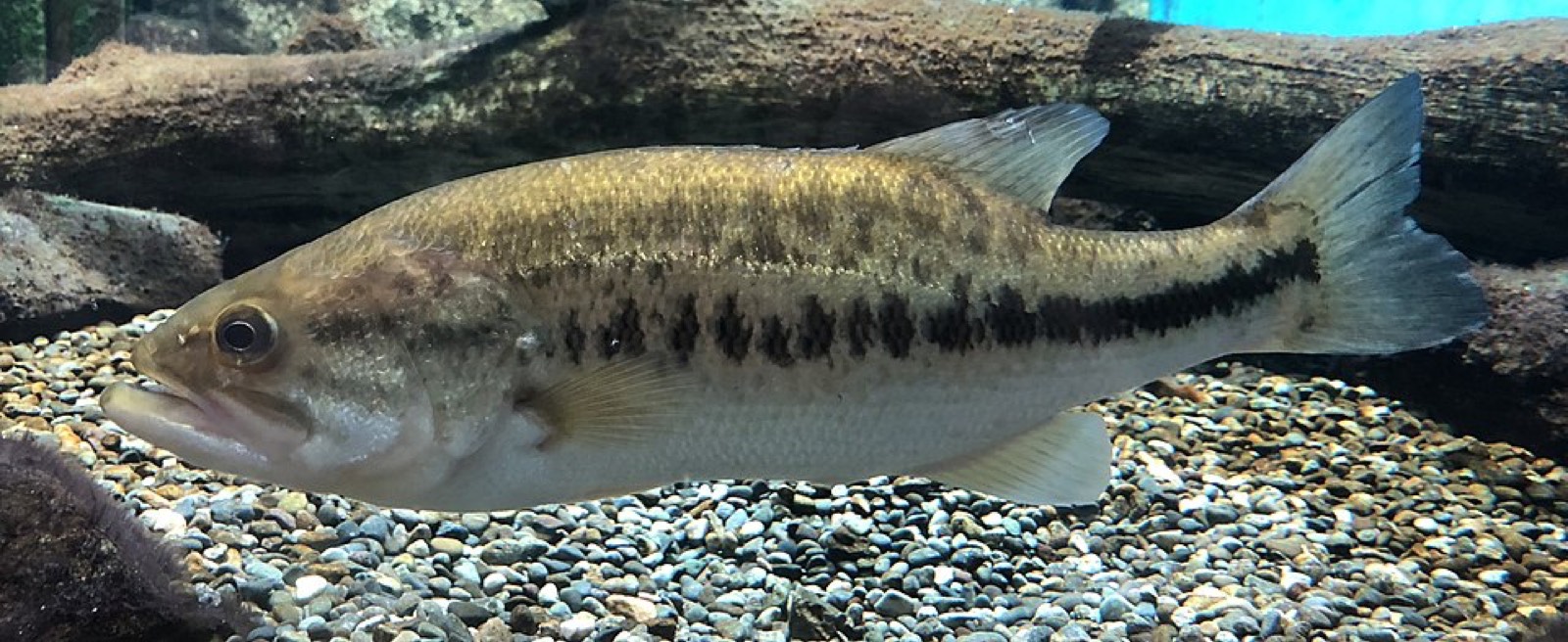 Largemouth bass