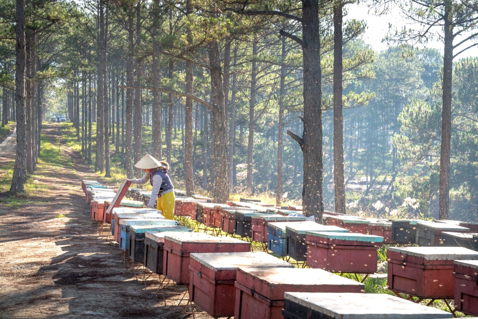 Beehives