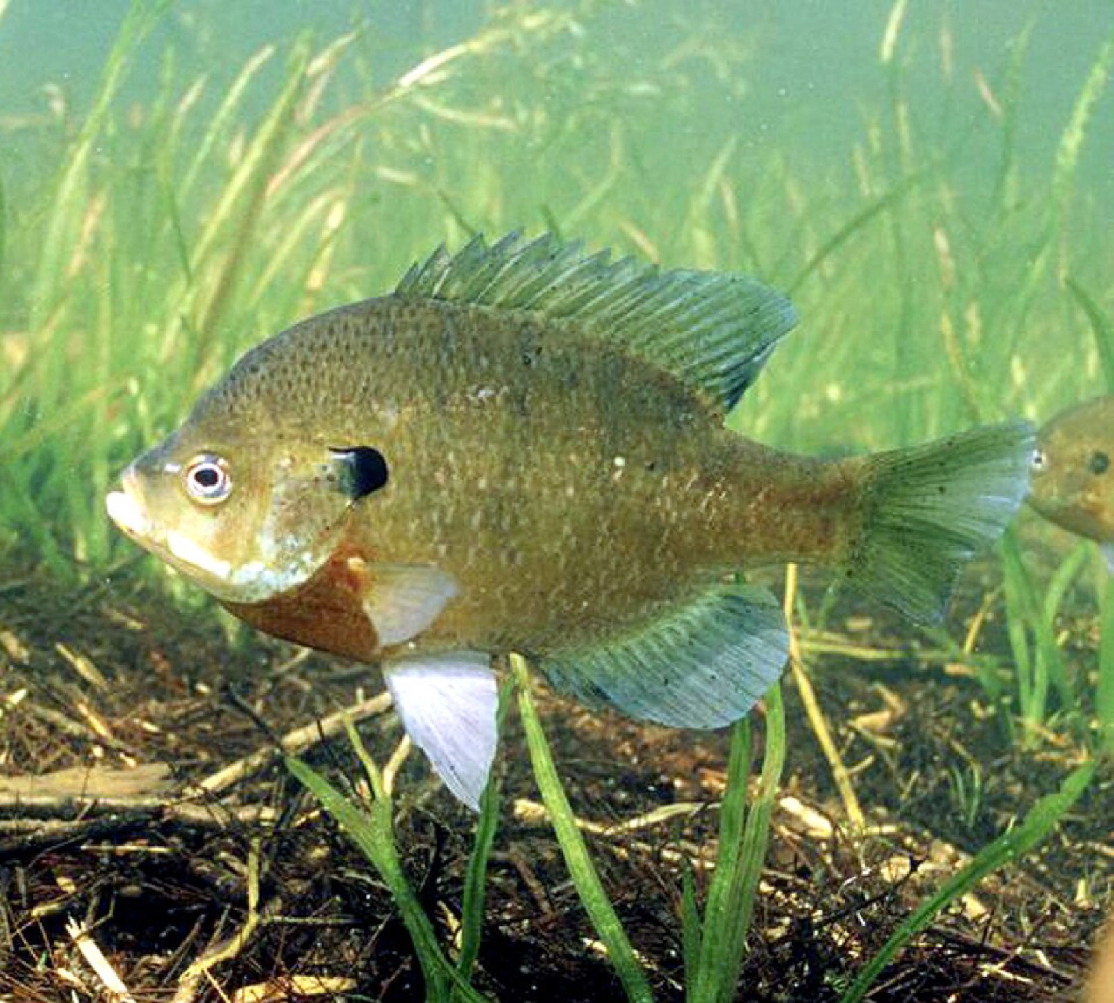 Bluegill