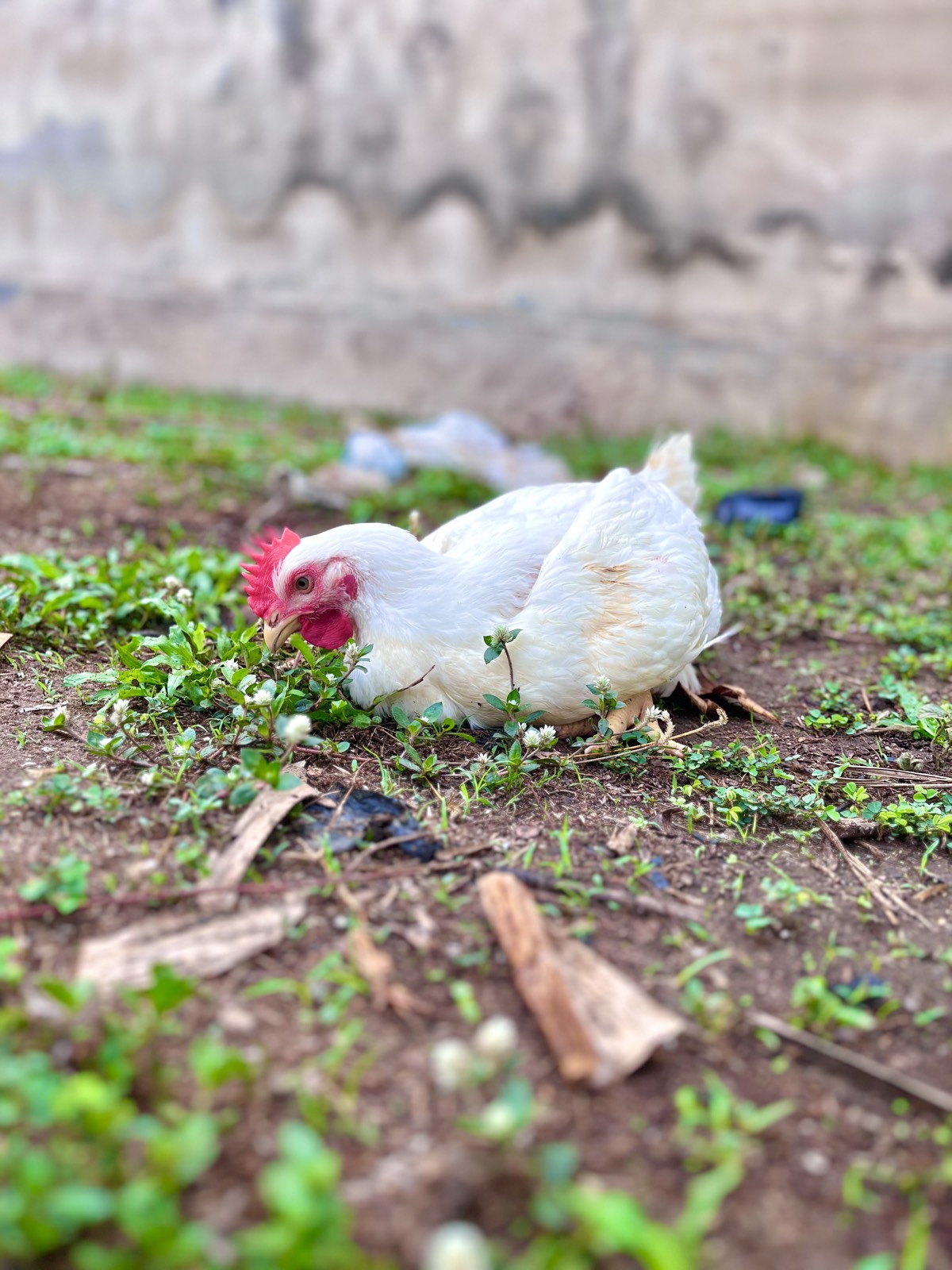 Broiler chickens