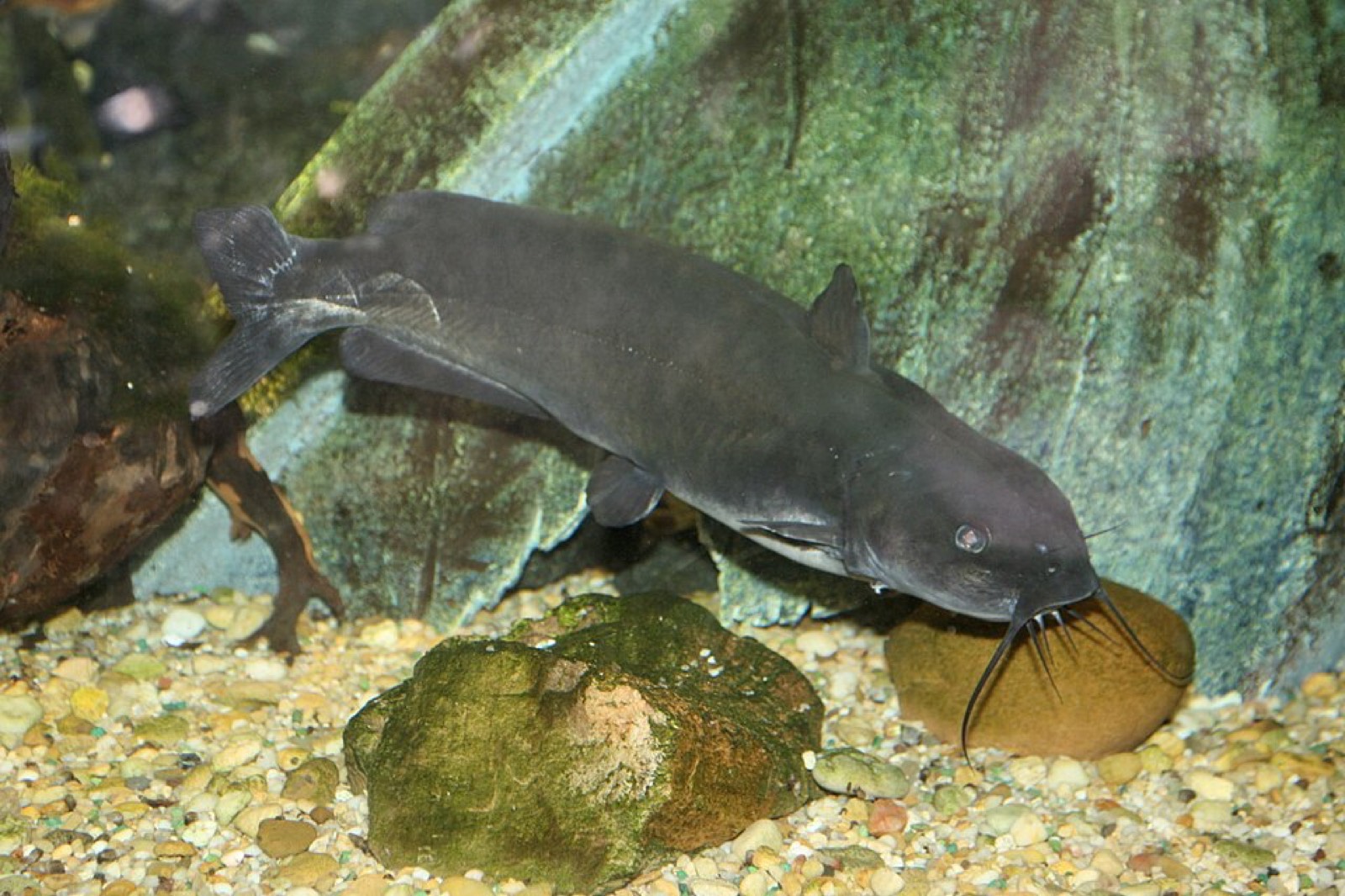 Channel catfish