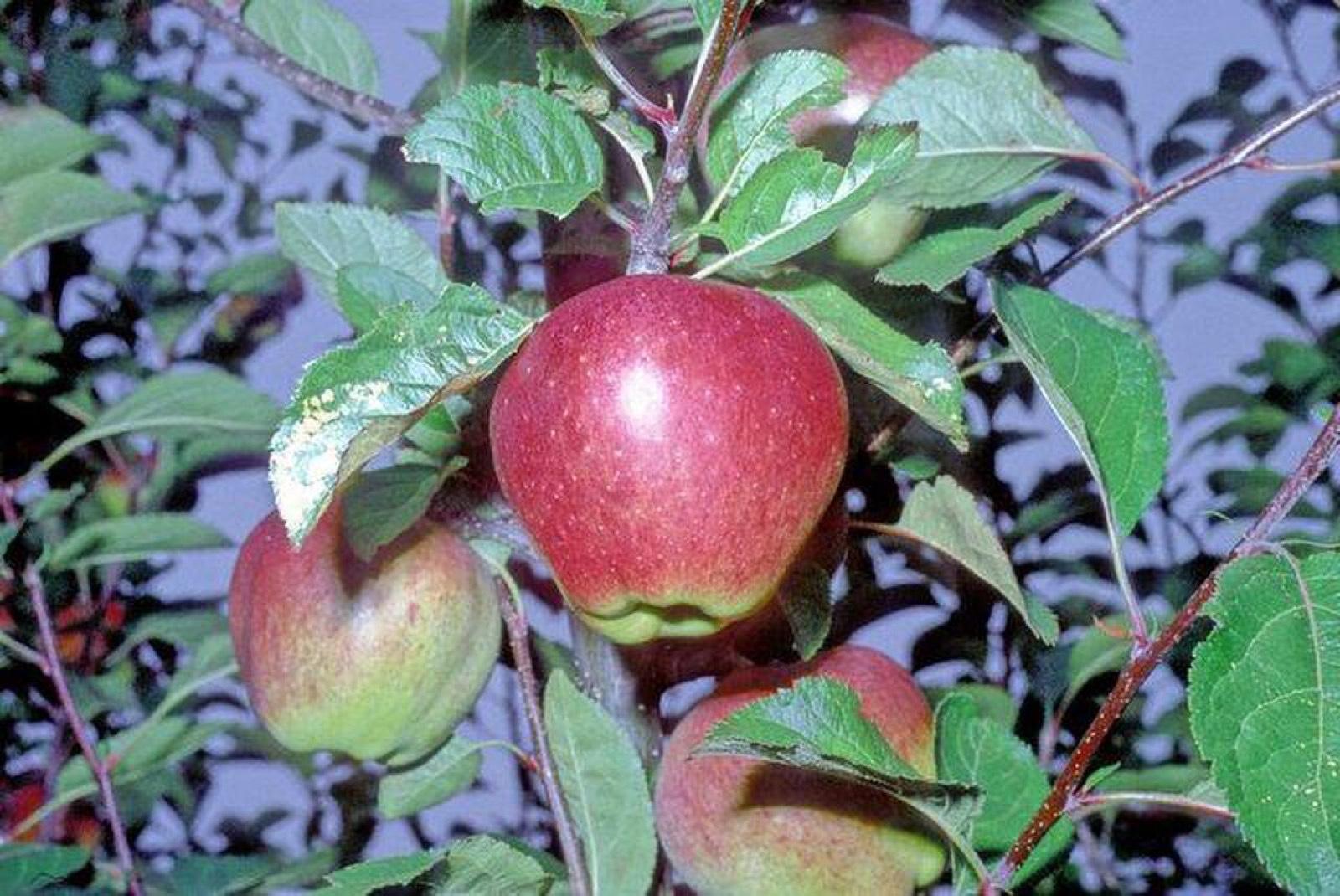 Dorsett Golden apple