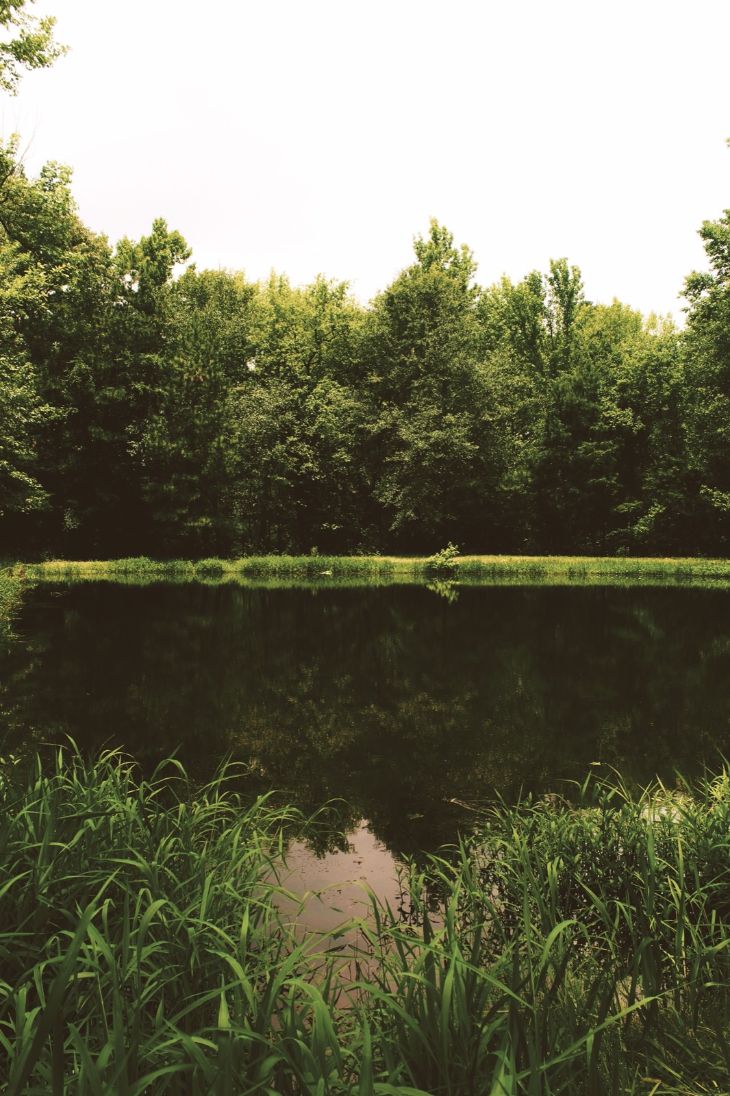 Pond ringed by trees