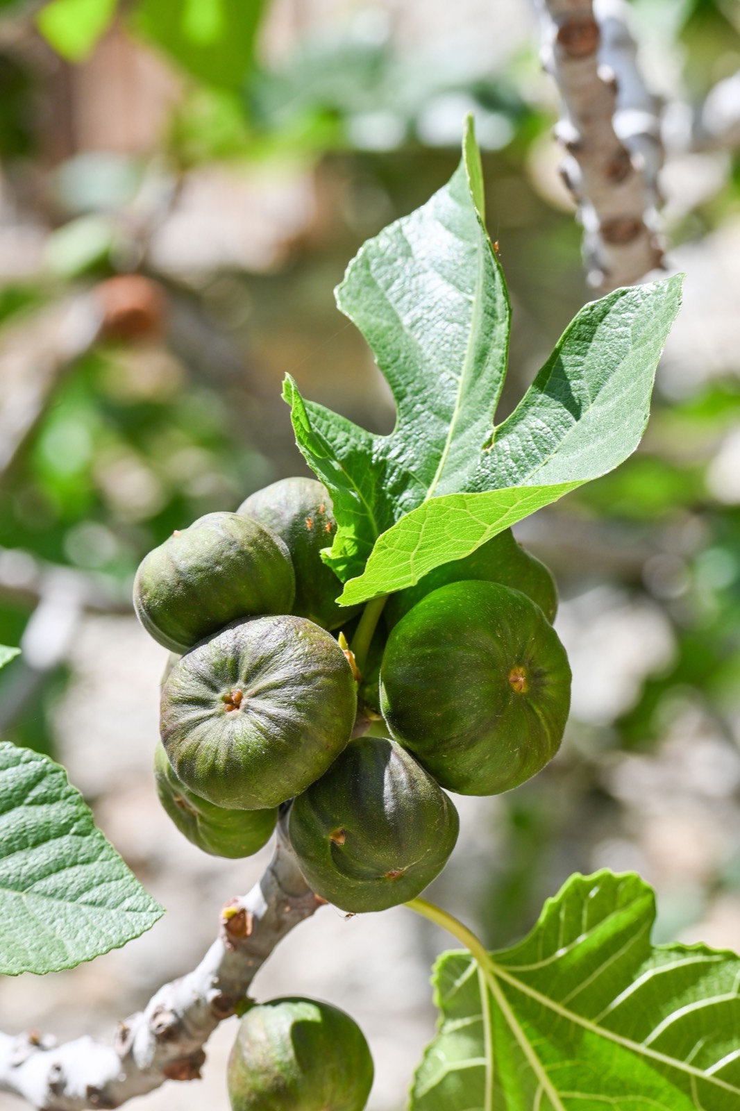 Figs