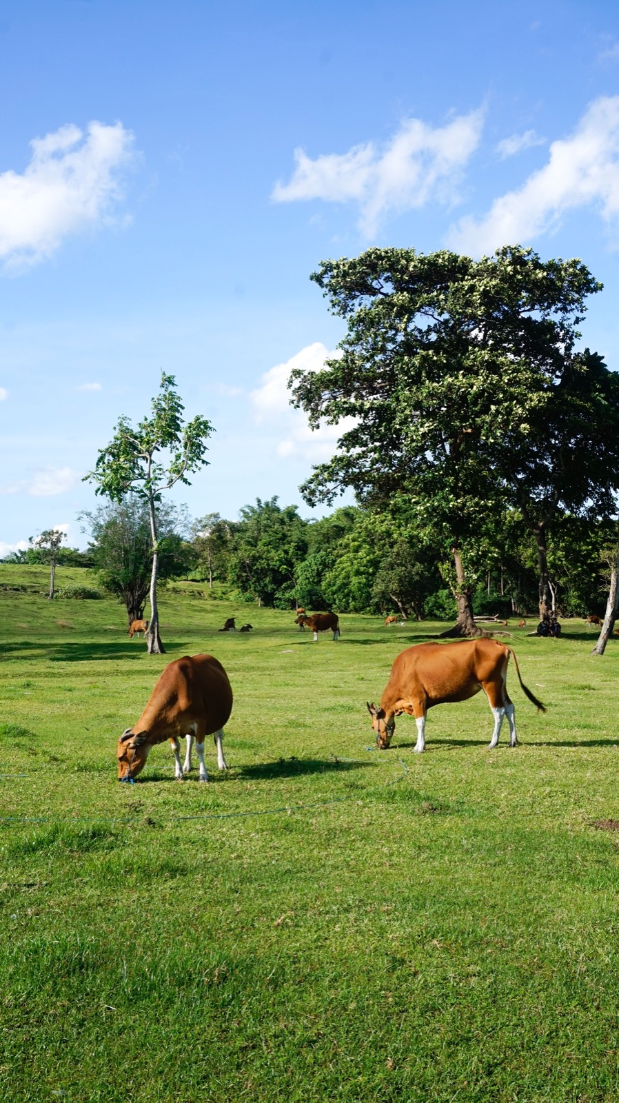 Cattle grazing