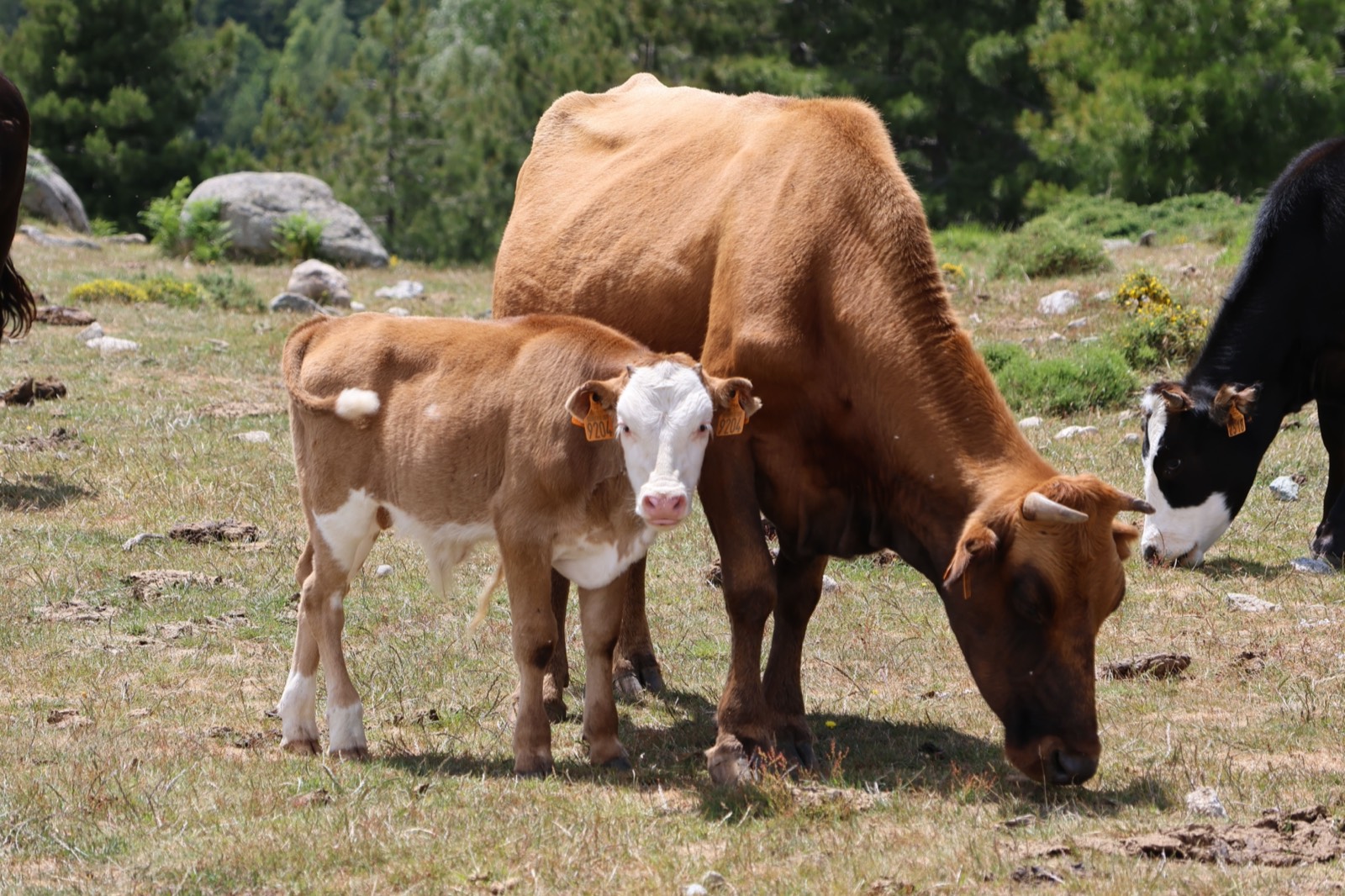 Cow and calf