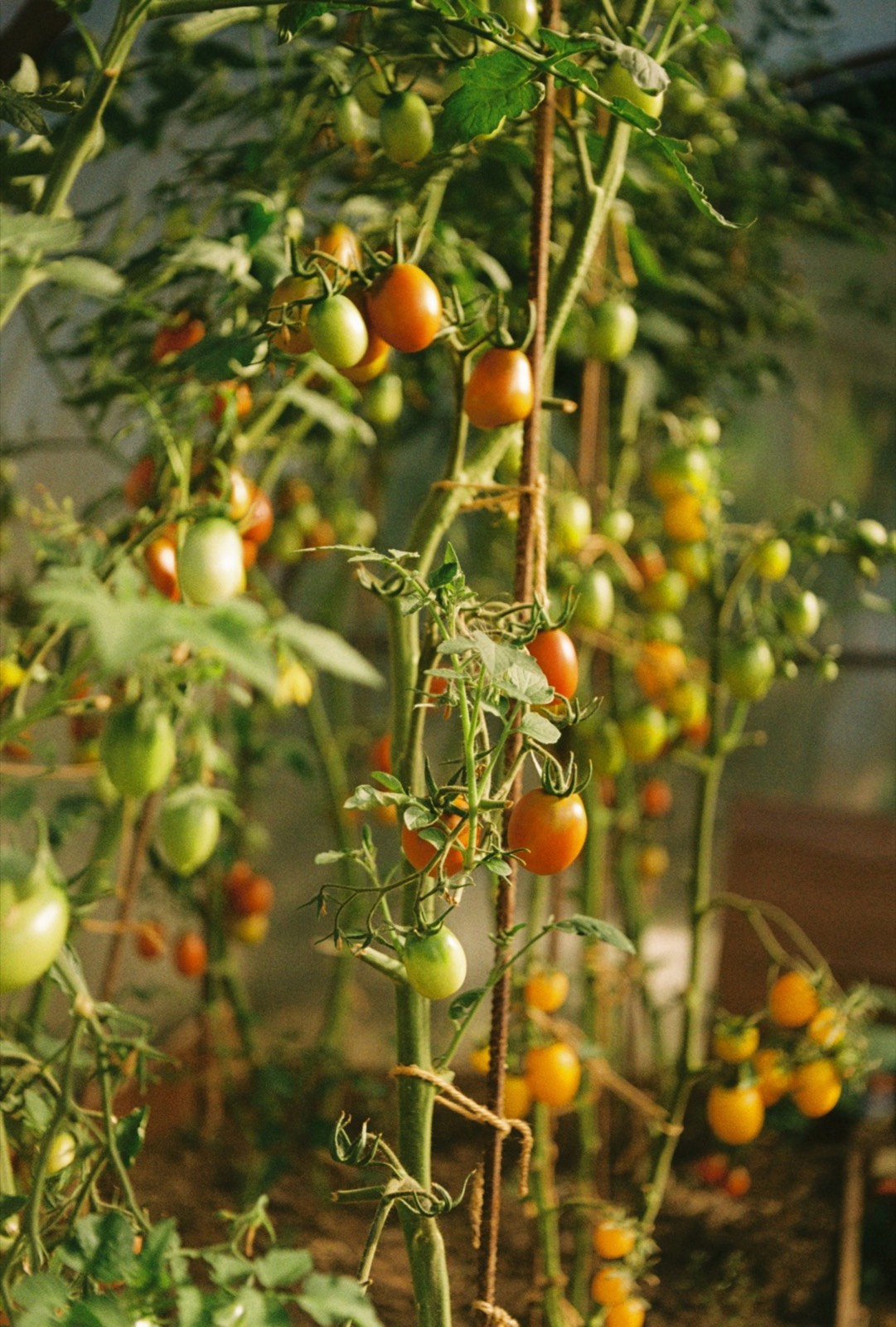 Tomatoes on the vine