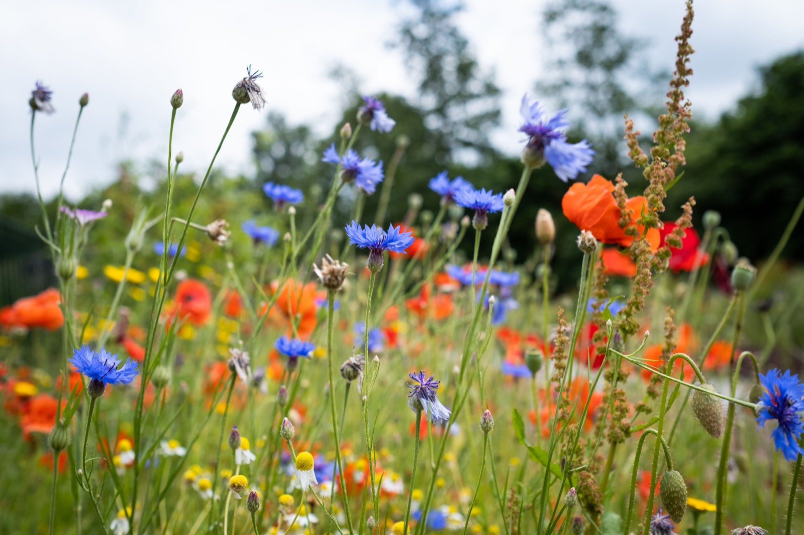 Wildflower meadow