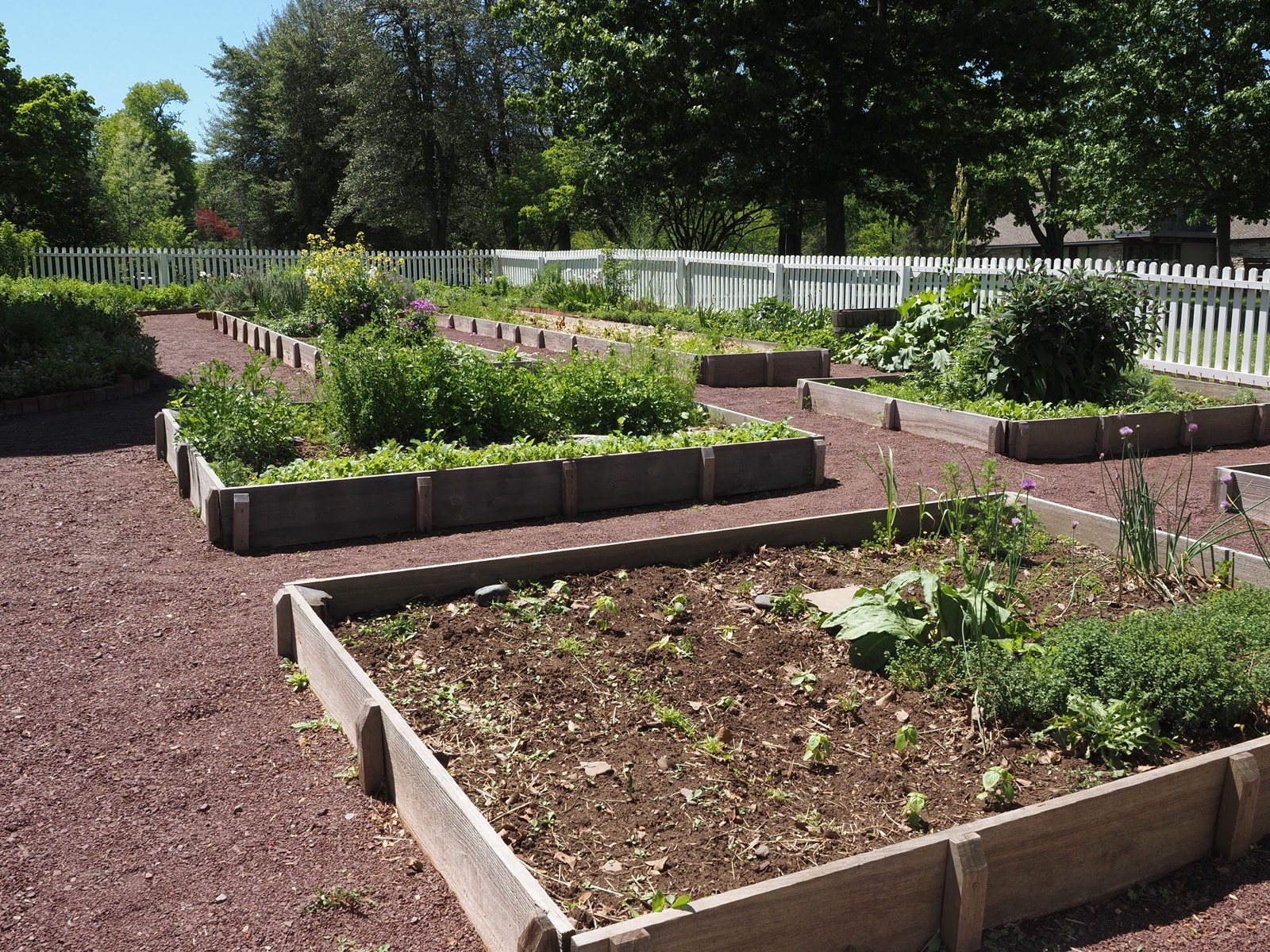 Raised-bed vegetable garden