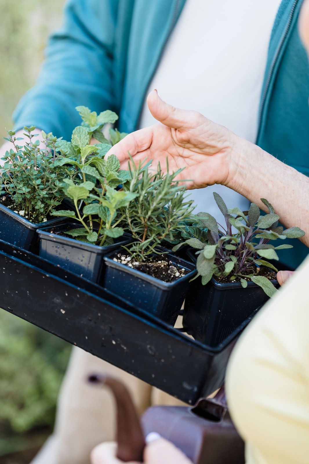 Herb seedlings