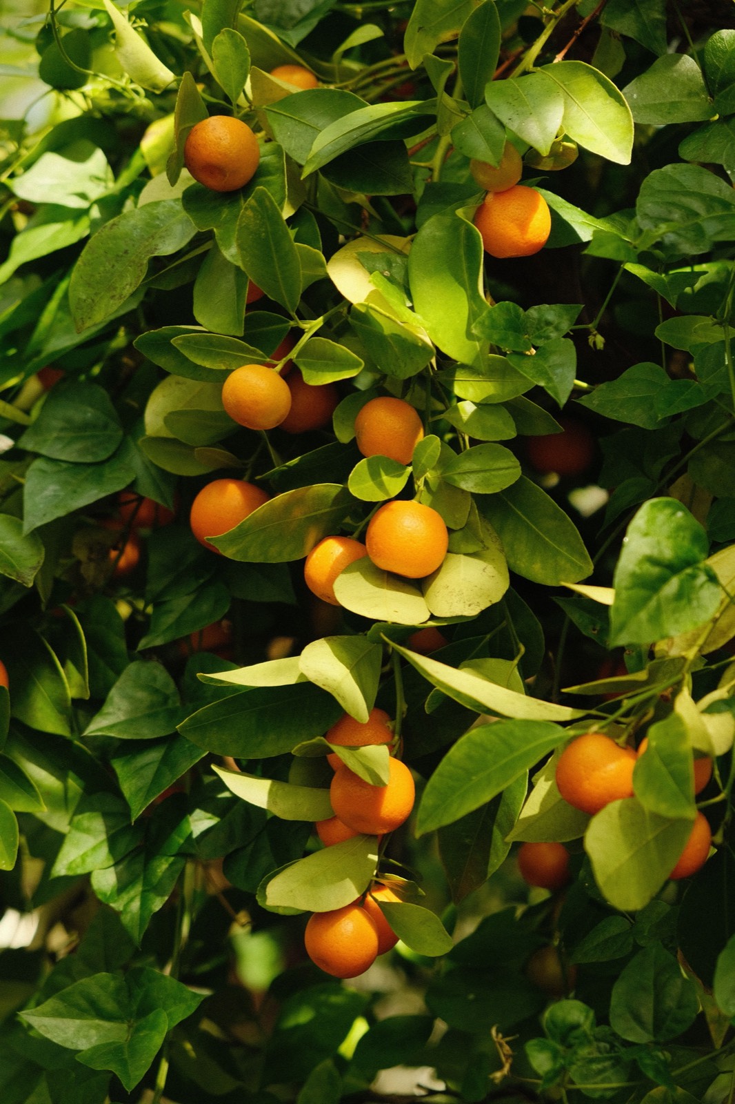 Satsuma mandarins on the tree
