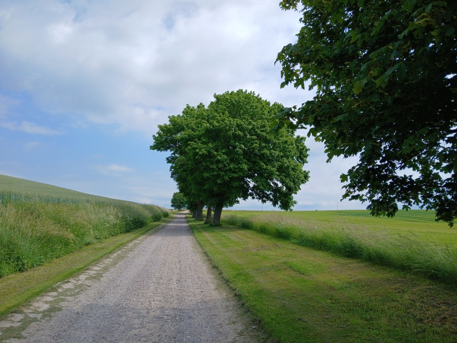 Gravel lane lined with trees