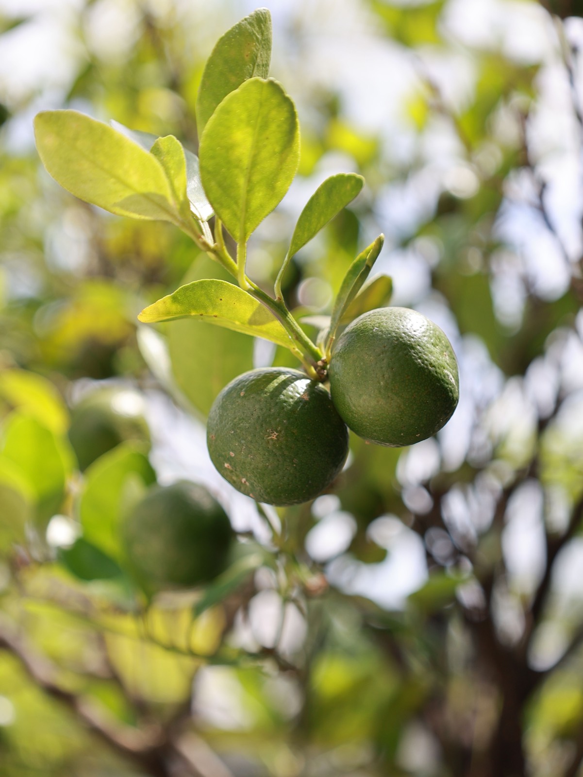 Limes on the tree