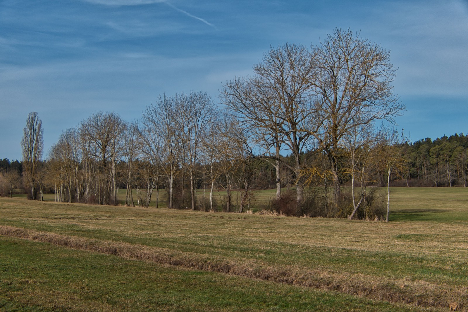 Row of trees along a field