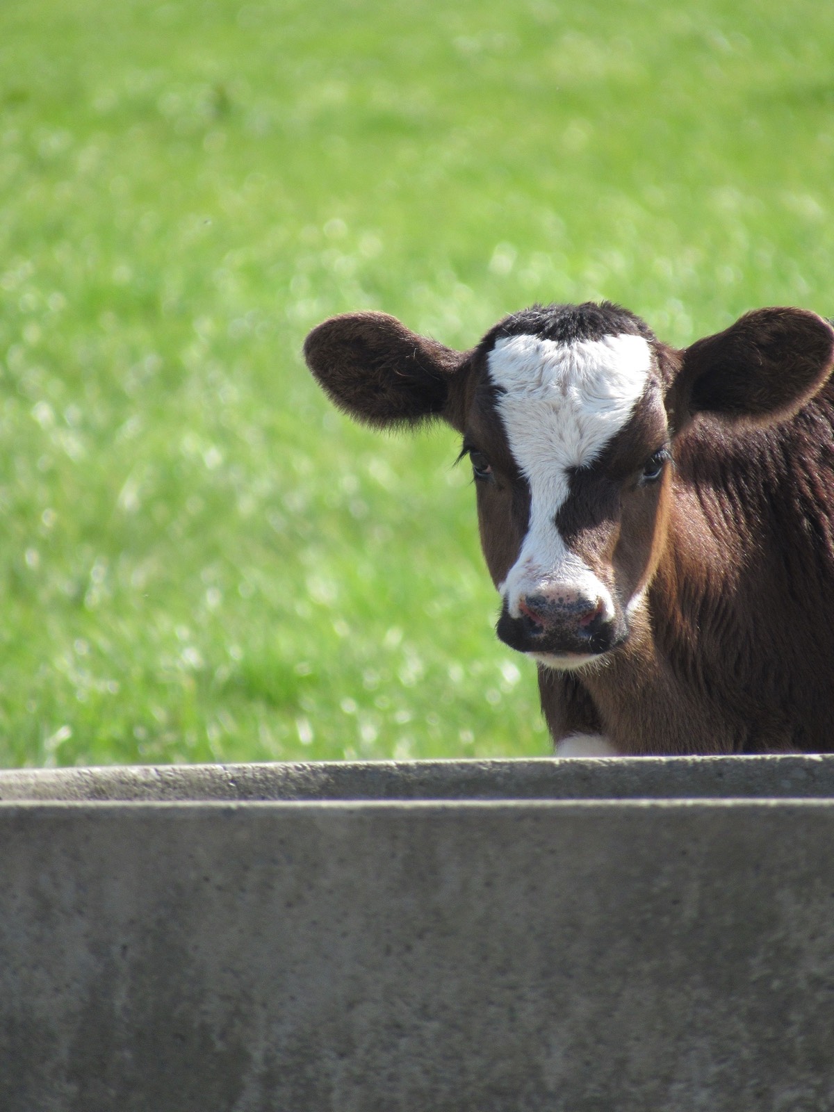 Calf at a water trough