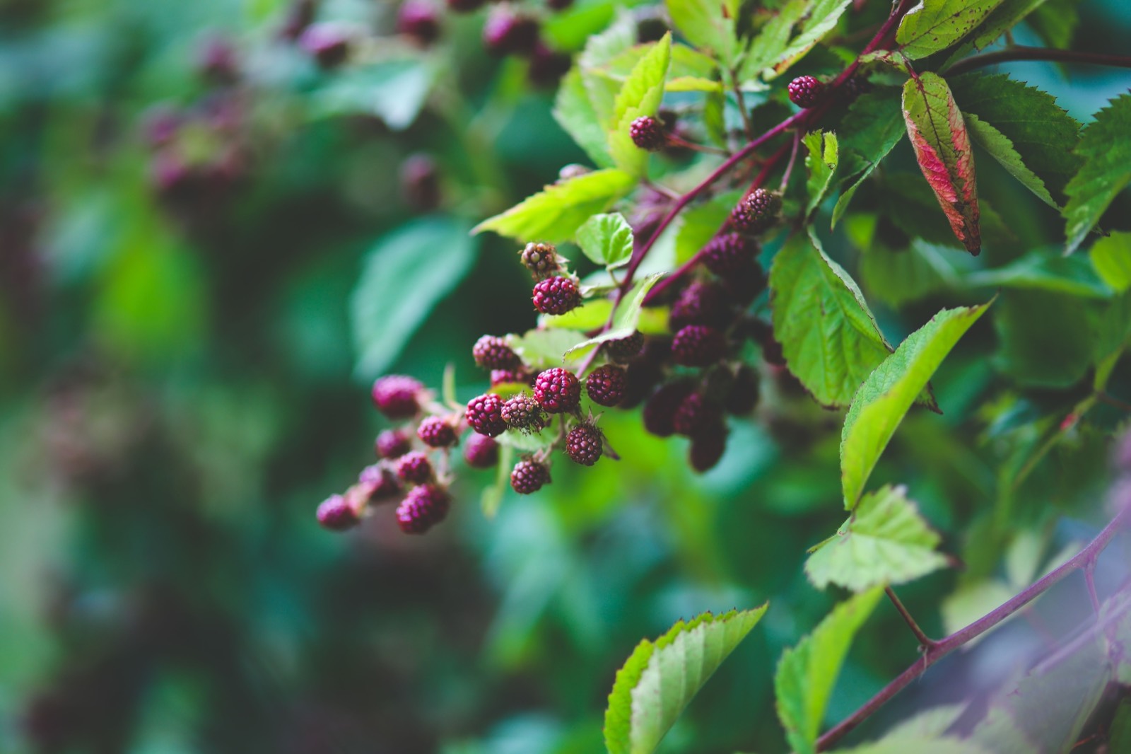 Blackberries