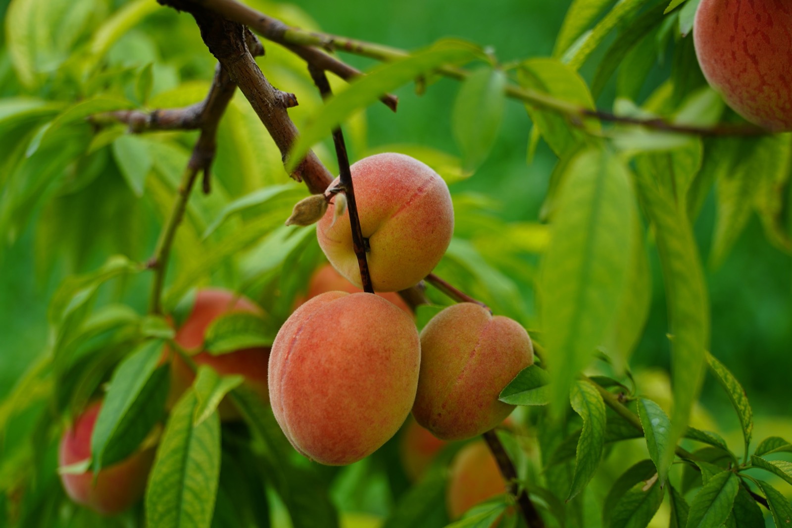 Peaches on the tree