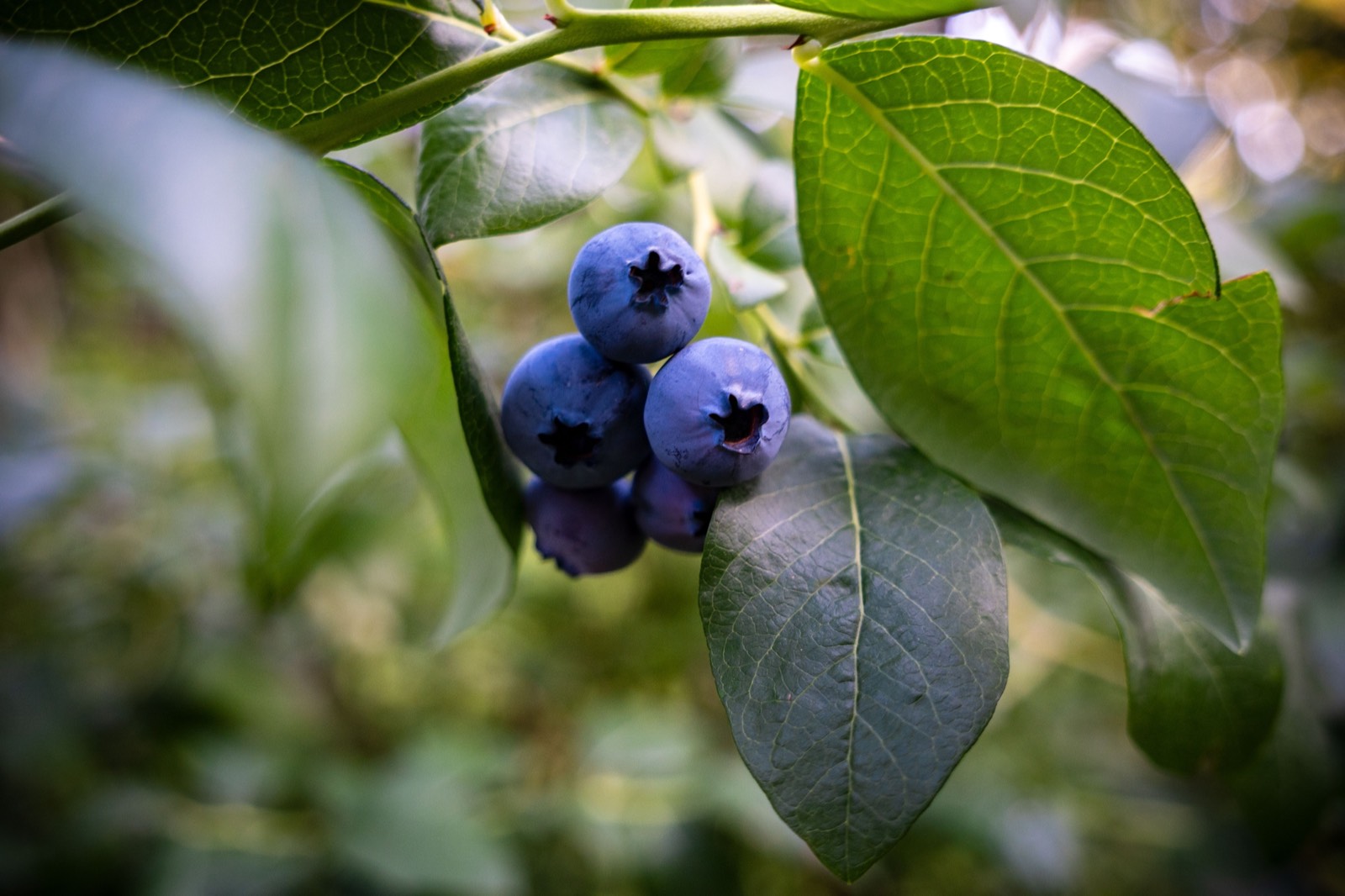 Blueberries