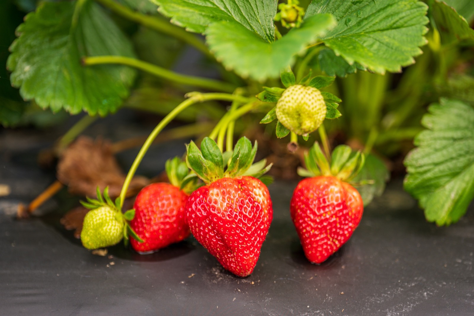 Strawberries