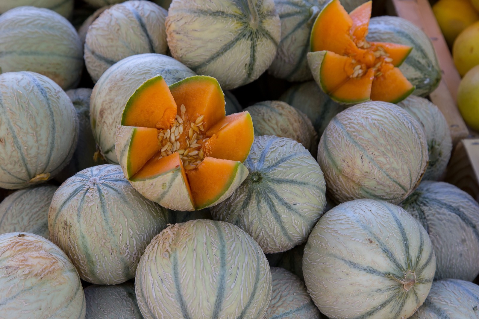Cantaloupe melons