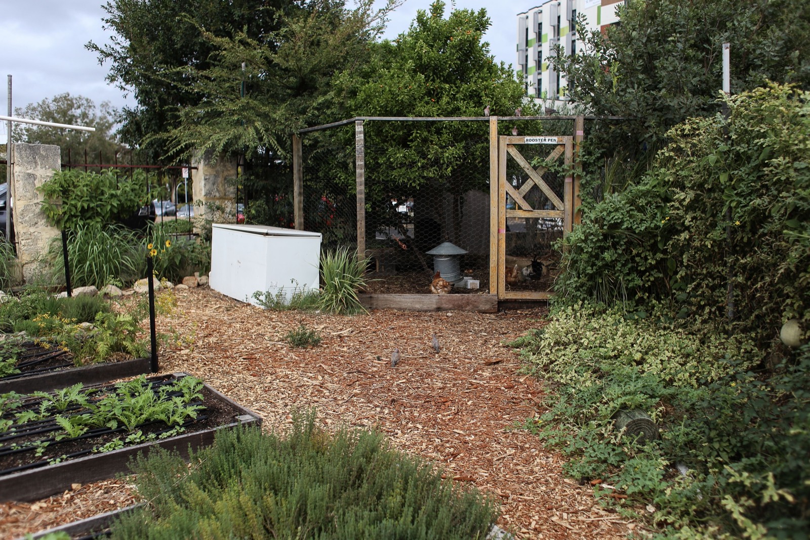 Chicken run and beds