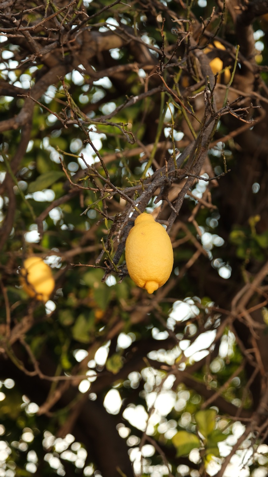 Lemon on the tree