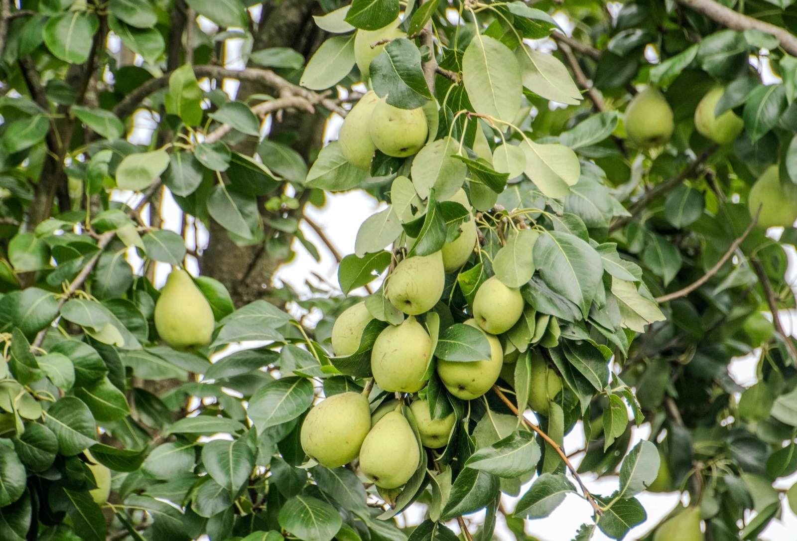 Pears on the tree
