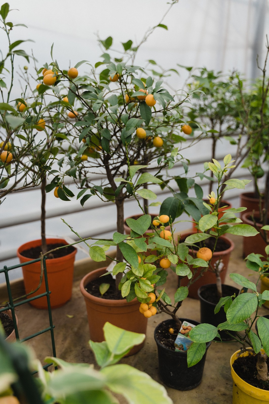 Potted citrus under glass