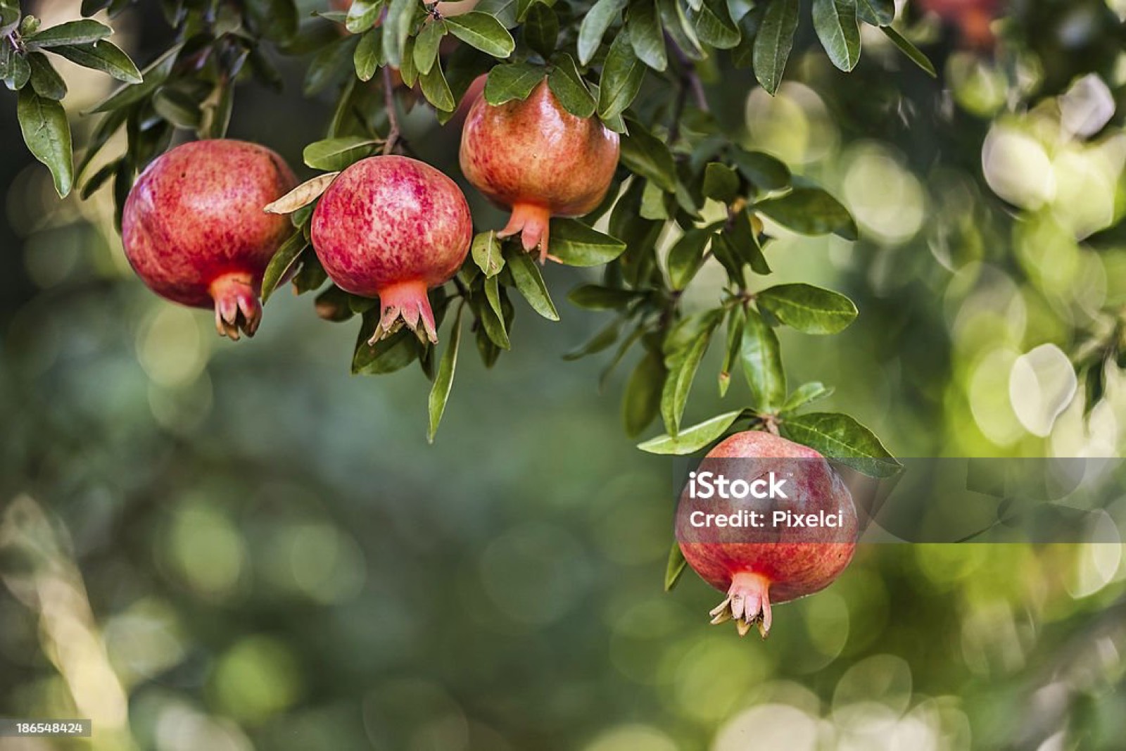 Pomegranate