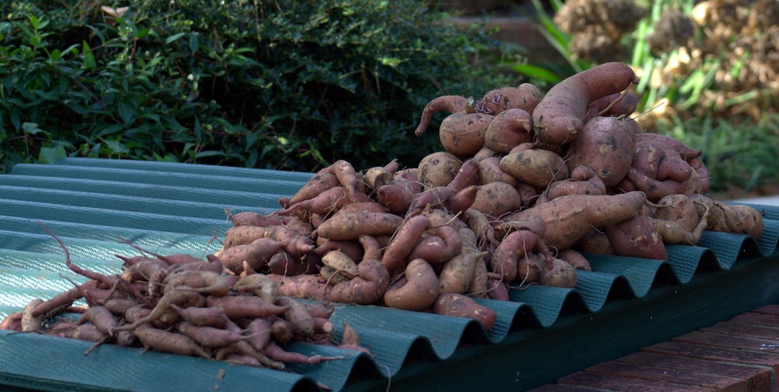 Sweet potatoes